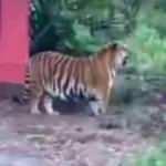 Yol kenarında başıboş gezen Bengal kaplanı g&ouml;renleri şaşırttı