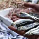Balıkçılar isyan etti: Ucuz olunca ilgi yok