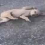 Anne k&ouml;pek 'Yavrumu kurtar' diye yalvardı! İnsanlık &ouml;lmemiş dedirten haber!