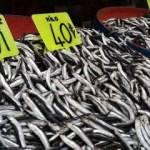 Balık fiyatlarına lodos etkisi