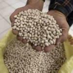 Erzurum'un tescilli İspir ve Hınıs fasulyeleri t&uuml;keticiden yoğun talep g&ouml;r&uuml;yor