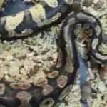 Evinde piton besledi, para cezası aldı