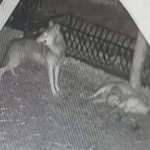 Mahalleye inen kurtlar 2 koyunu &ouml;ld&uuml;rd&uuml;; o anlar kamerada