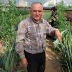 Maliyeti artan çifti işçilik ve masrafı olmayan aloe veraya yöneldi