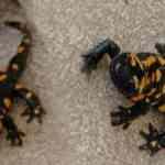 Nadir t&uuml;r&uuml; plastik sandı canlı &ccedil;ıktı!   