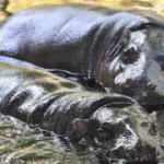 2 su aygırı Covid-19&rsquo;a yakalandı