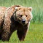 G&uuml;m&uuml;şhane&rsquo;de s&uuml;r&uuml;den ayrılanı ayı kaptı