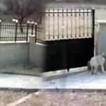 Kayseri&rsquo;de akılalmaz olay! Hırsız k&ouml;peğin saldırganlığını test etti