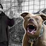 Korkun&ccedil;! Spor yaparken pitbull saldırdı