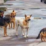 Malatya&rsquo;da işe giden kadına k&ouml;pekler saldırdı