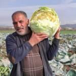 Ürettiği 50 kilogramlık lahanaları Ukrayna ve Belçika'dan alıcı buluyor