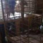 Uygunsuz koşullarda köpek besleyen veterinere 34 bin TL ceza