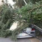 İskenderun'da kuvvetli rüzgar; ağaçlar devrildi