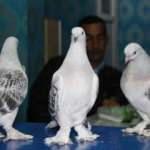 Erzurum'da güvercinler takla attıkça sahipleri para kazandı 
