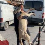 Konya'da anne köpek tüfekle katledilince, cansız bedeniyle isyan etti