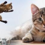 Rüyada kedi saldırısına uğramak ne demektir? Rüyada üstüne kedi atladığını görmek...