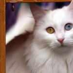 Van kedilerini sevme yasağı kalktı, ziyaret&ccedil;iler elleriyle besledi