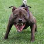 Statista: Her yıl köpek saldırısından 35 bin kişi ölüyor