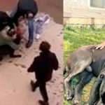 Facia böyle geliyorum demiş: Pitbull dehşetinde yeni görüntüler