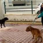 Gaziantep Valiliği'nden pitbull saldırısına ilişkin a&ccedil;ıklama