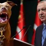 Gaziantep'teki pitbull dehşeti sonrası Erdoğan'dan talimat! Doktordan açıklama