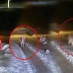 Hakkari&rsquo;de şehre inen a&ccedil; kurt korkuya sebep oldu