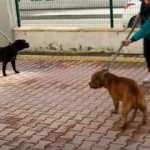 Pitbull cinsi iki k&ouml;peğin saldırdığı 4 yaşındaki &ccedil;ocuk ağır yaralandı