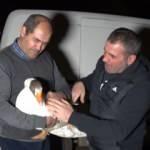 Yolda kaz buldu! Mamoş ismini verdiği kazı sahibine teslim etti