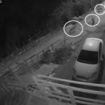 A&ccedil; kalan kurt s&uuml;r&uuml;s&uuml; Giresun'da şehre indi, kapıya dayandı! 