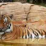 G&ouml;revlinin kolunu ısıran kaplan &ouml;ld&uuml;r&uuml;ld&uuml;