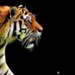 Hindistan'da bu yıl &ouml;len kaplan sayısı en y&uuml;ksek rakama ulaştı