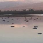 İsrail'de alarm: Suyun üstü binlerce kuşun ölüsüyle kaplandı