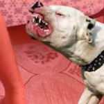 Pitbulllar nasıl bu hale geldi! İngilizler canavarlaştırmış
