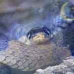 Rüyada yılan öldürmek ne anlama gelir? Rüyada yılanın başını ezdiğini görmek...