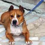 Sahibinden satılık vahşet! Dehşete rağmen pitbull ticareti