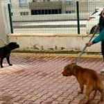 Sokak hayvanları için 81 ile genelge gönderildi! Dikkat çeken Pitbull detayı