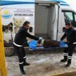 Van B&uuml;y&uuml;kşehir Belediyesi ekipleri harekete ge&ccedil;ti, sahipsiz pitbull yakalandı