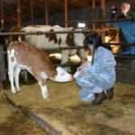 Erzincan'da yaşayan 12 yaşındaki kız pandemi döneminde aldığı 3 buzağıyla çiftçiliğe atıldı!