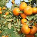 Adana'da 2 yeni yerli ve milli mandarin çeşidi geliştirildi