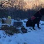 Bing&ouml;l'de el bombaları ve m&uuml;himmat ele ge&ccedil;irildi