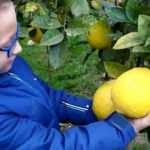Devasa limonları görenler şaşkınlığını gizleyemiyor