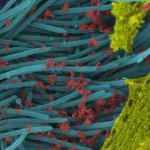 Son dakika: Mutasyonlu virüs komşuya sıçradı! 