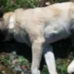 Bodrum'da 7 köpeğin zehirlendiği iddiasına soruşturma
