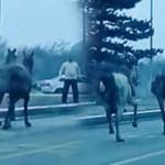 Erzurum&rsquo;da k&ouml;pekten korkan cirit atları, trafikte 25 kilometre koştu