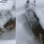 Erzurum&rsquo;da yiyecek arayan kurt ayakta dondu