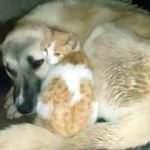 Kedi, soğuk havada köpeğin yanından ayrılmadı