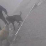 Köpeğine saldıran sokak köpeğini bıçakladı; o anlar kamerada