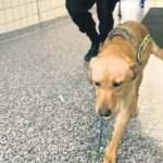 Koronavirüs avcısı iki köpek okullarda görev yapacak