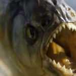 Pirana dehşeti! Bir haftada 4 &ouml;l&uuml; 20 yaralı