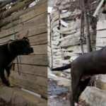 Sivas&rsquo;ta yasakları dinlemeyen pitbull sahibine 15 bin TL para cezası